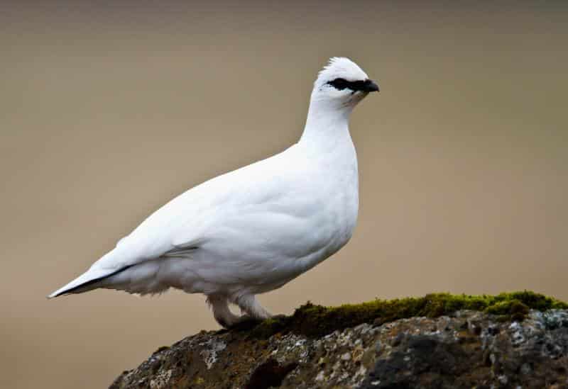Perdiu Blanca
